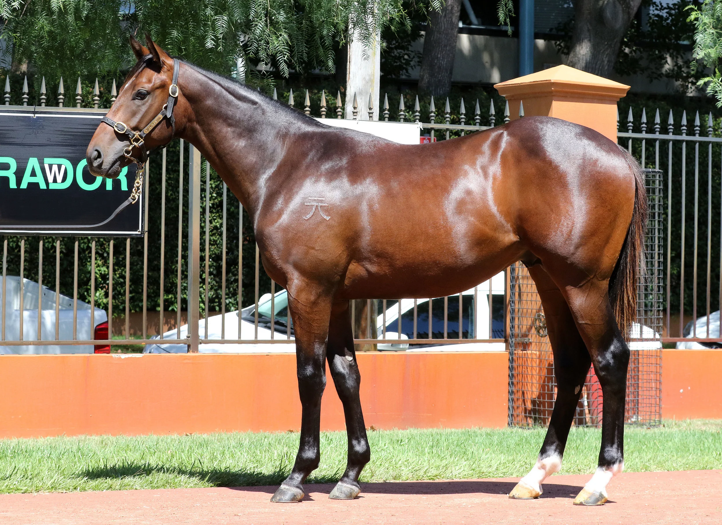 Lot 39 Colt Eurozone x More Chickens, by Zabeel - From a half-sister to stakes-winner Chickens, the dam of Group III winner Do You Think. From the family of Group I stars Faint Perfume, Danendri, Copperama and Danestorm.
