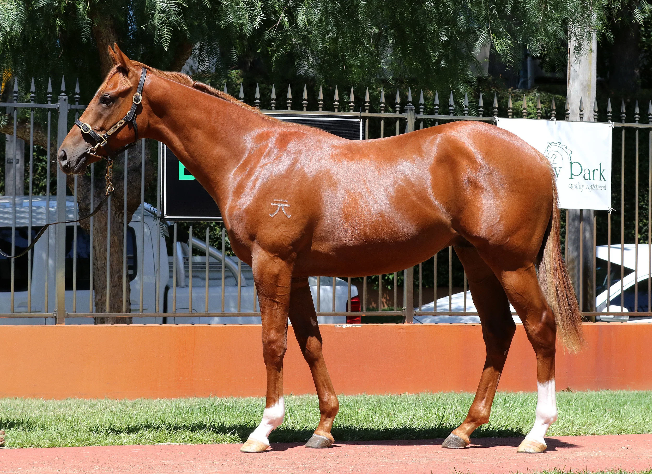 Lot 171 Colt Eurozone x Rocking, by Fastnet Rock - From an unraced half-sister to Group II winner and Magic Millions 2YO Classic winner Catnipped and to the dam of stakes-winners Prom Queen and Swiss Rose