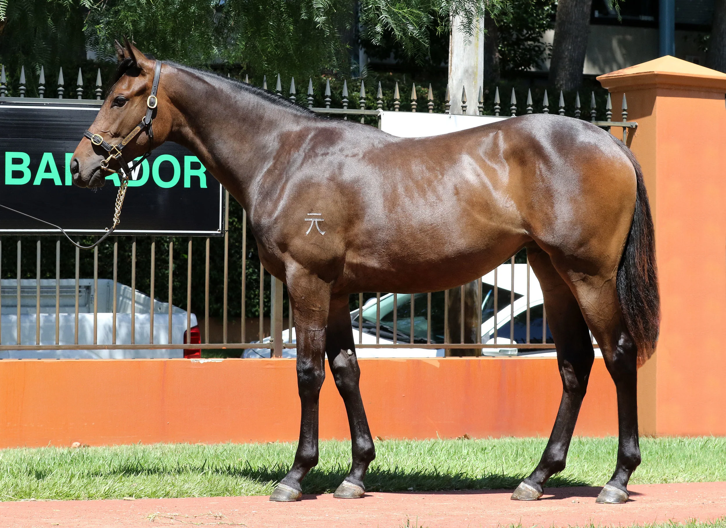 Lot 394 Filly So You Think x Champagne Dance, by Encosta de Lago - One of only two fillies in this sale by leading second season sire So You Think. From an unraced daughter of Group I winner Tempest Morn and sibling to the dams of Group II winner Good Standing and Group III winner Tempt Me Not.