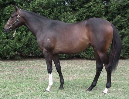 Miss Gunpowder (as a yearling)