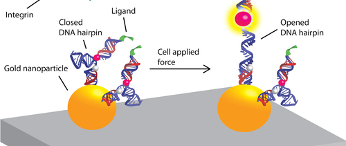 aunp_dna_rgd_ball_layman2.png
