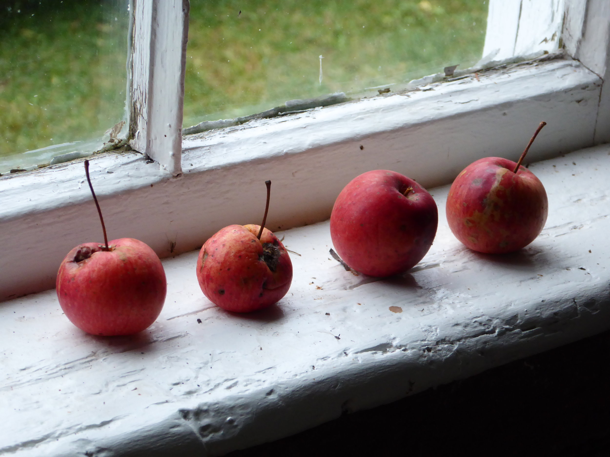  Four small apples on the windowsill of painter Thomas Joseph’s midwest studio in O’Fallon, Illinois. 