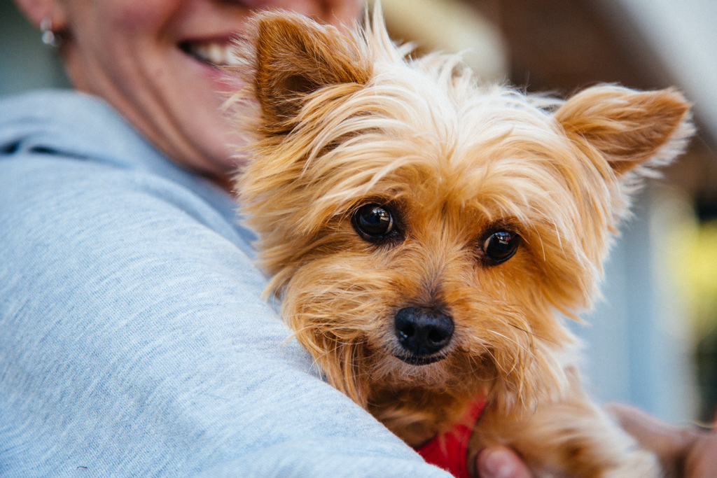 portland_dog_walker_pet_care_scratch_n_sniff_shaley_howard_dog_walks_24.jpg