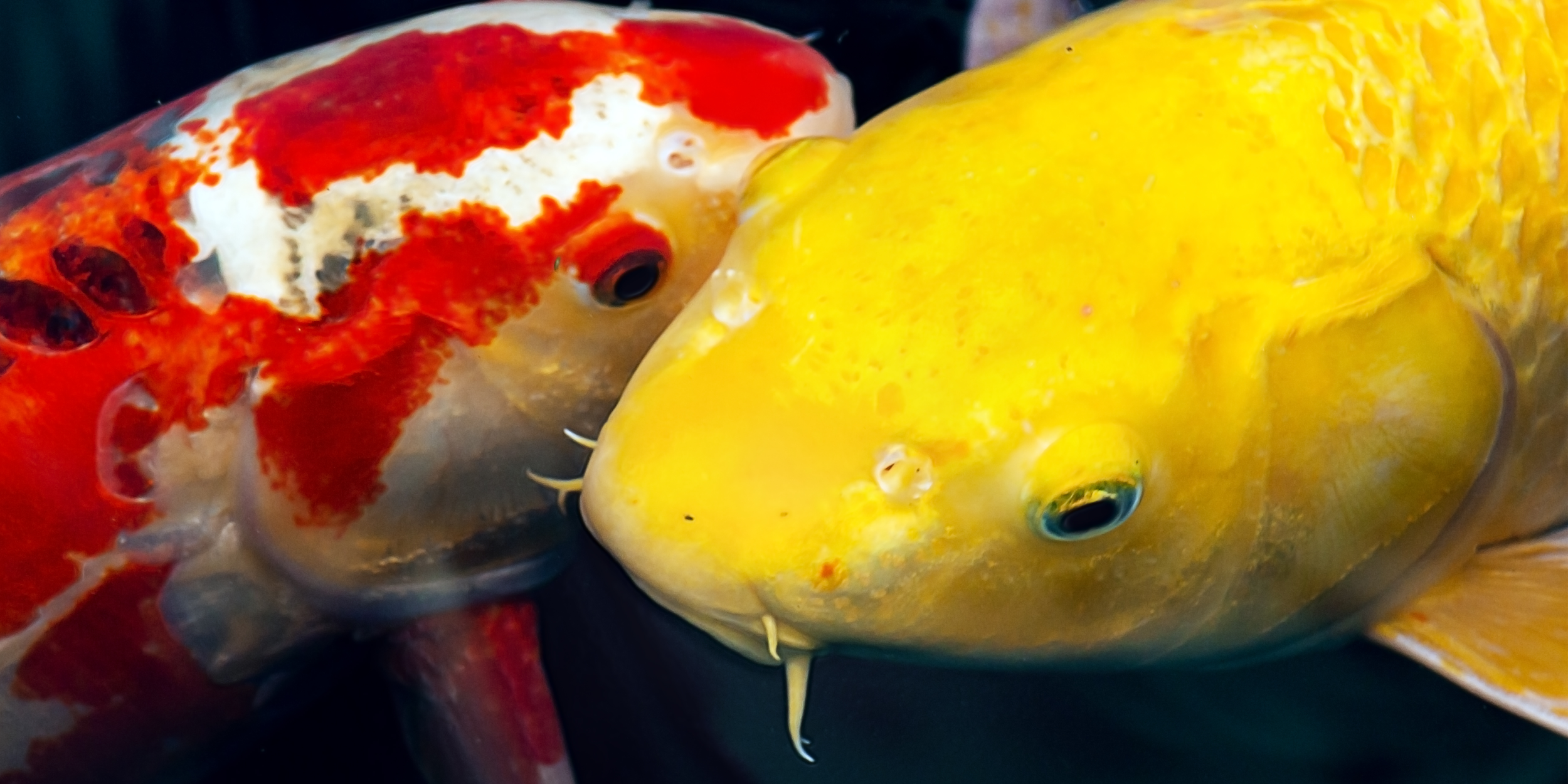 The History of Koi Breeding — Masterson's Garden Center, Inc.