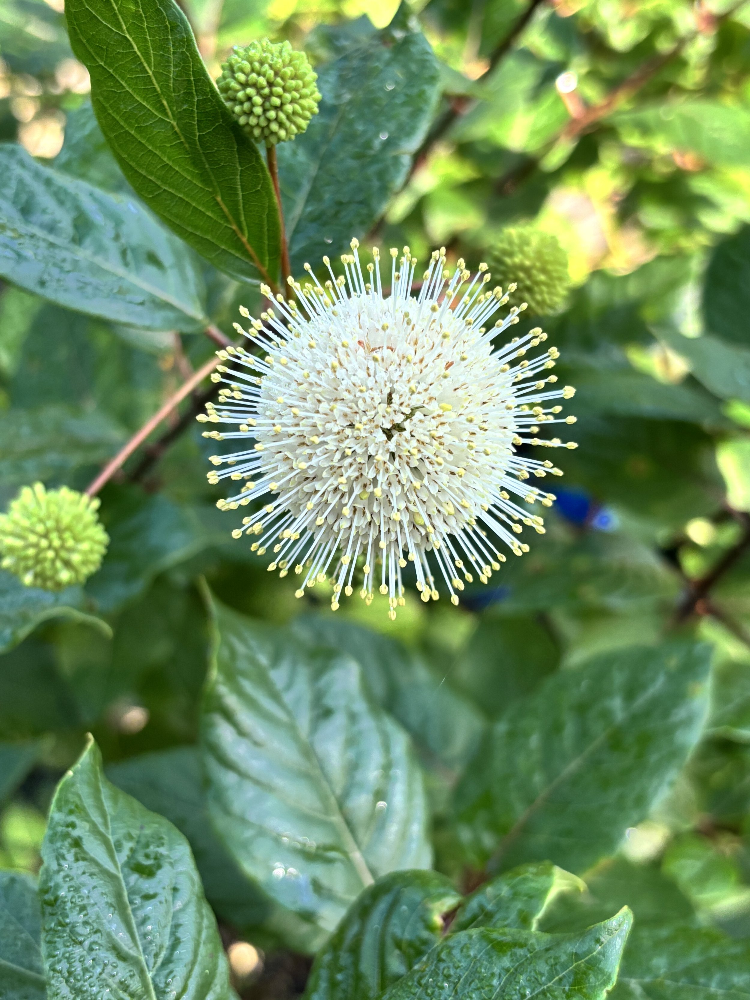Parker's Picks — Buttonbush