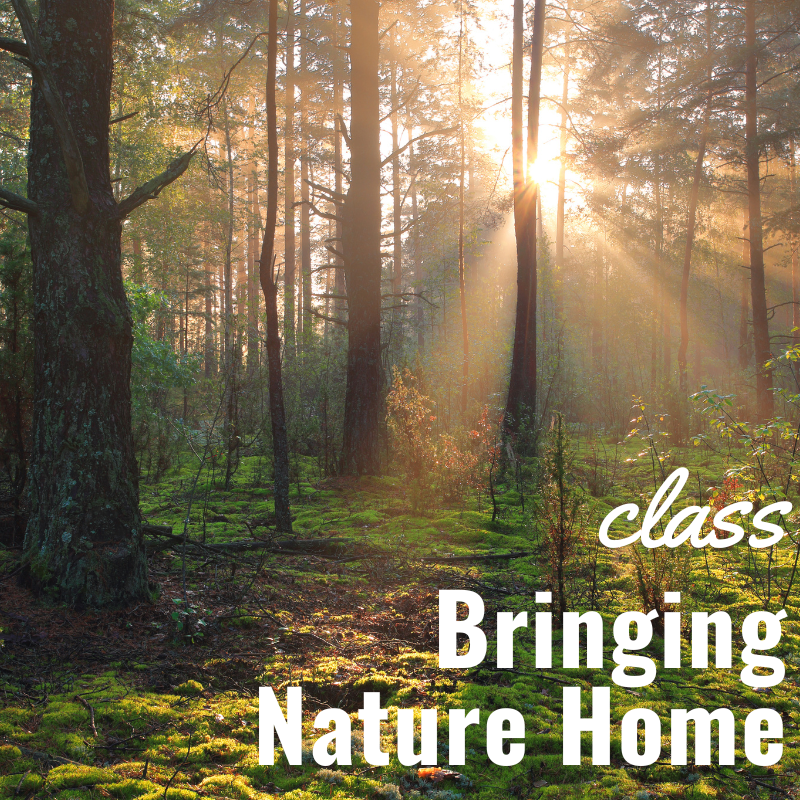 Nature Class - Bringing Nature Home at the Botanical Gardens