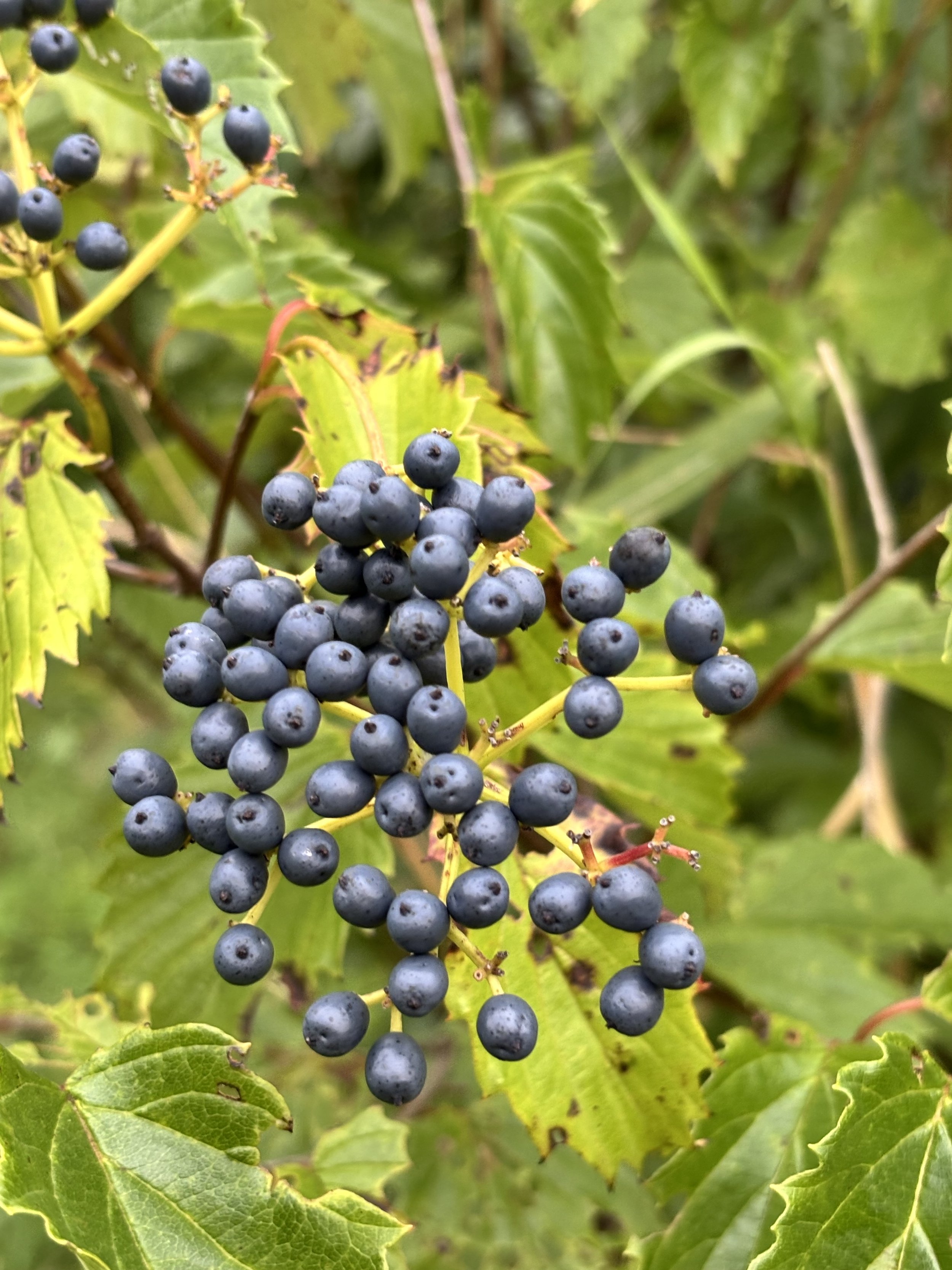 Parker's Picks - Arrowwood Viburnum