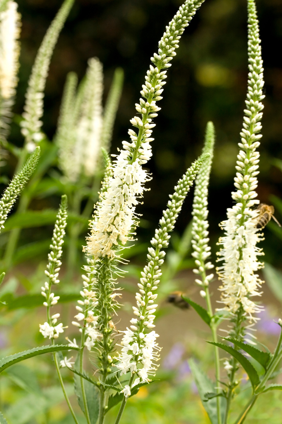 Parker's Picks — Culver's Root