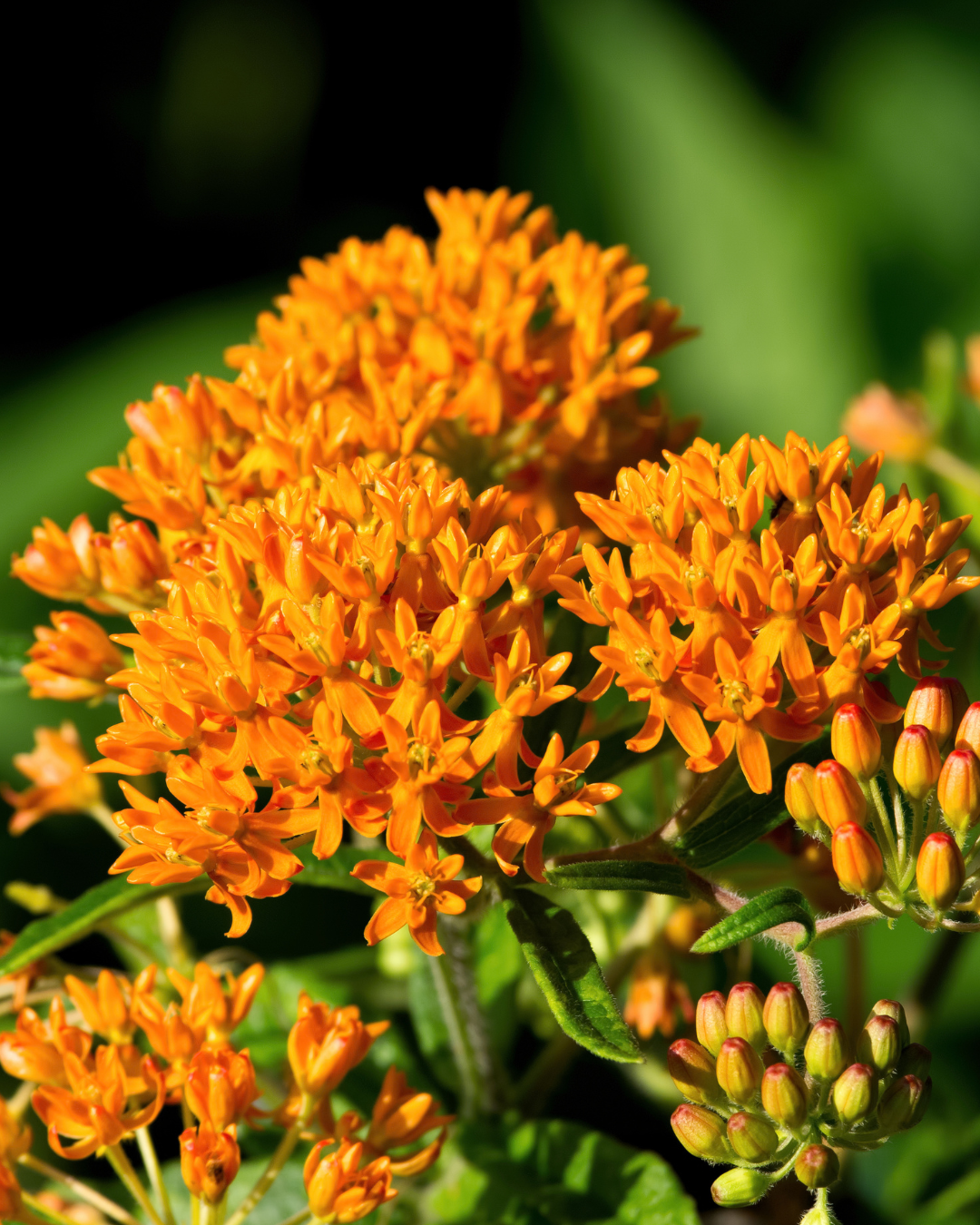 Parker's Picks — Butterfly Weed 