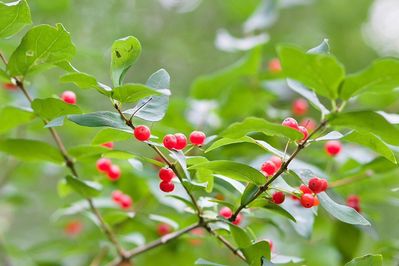 Parker's Picks — Winterberry