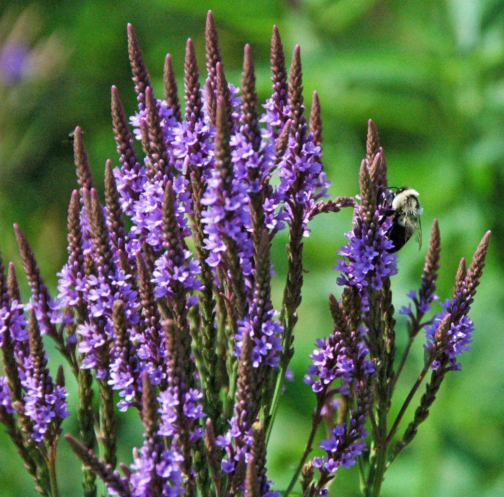 Parker's Picks — Blue Vervain