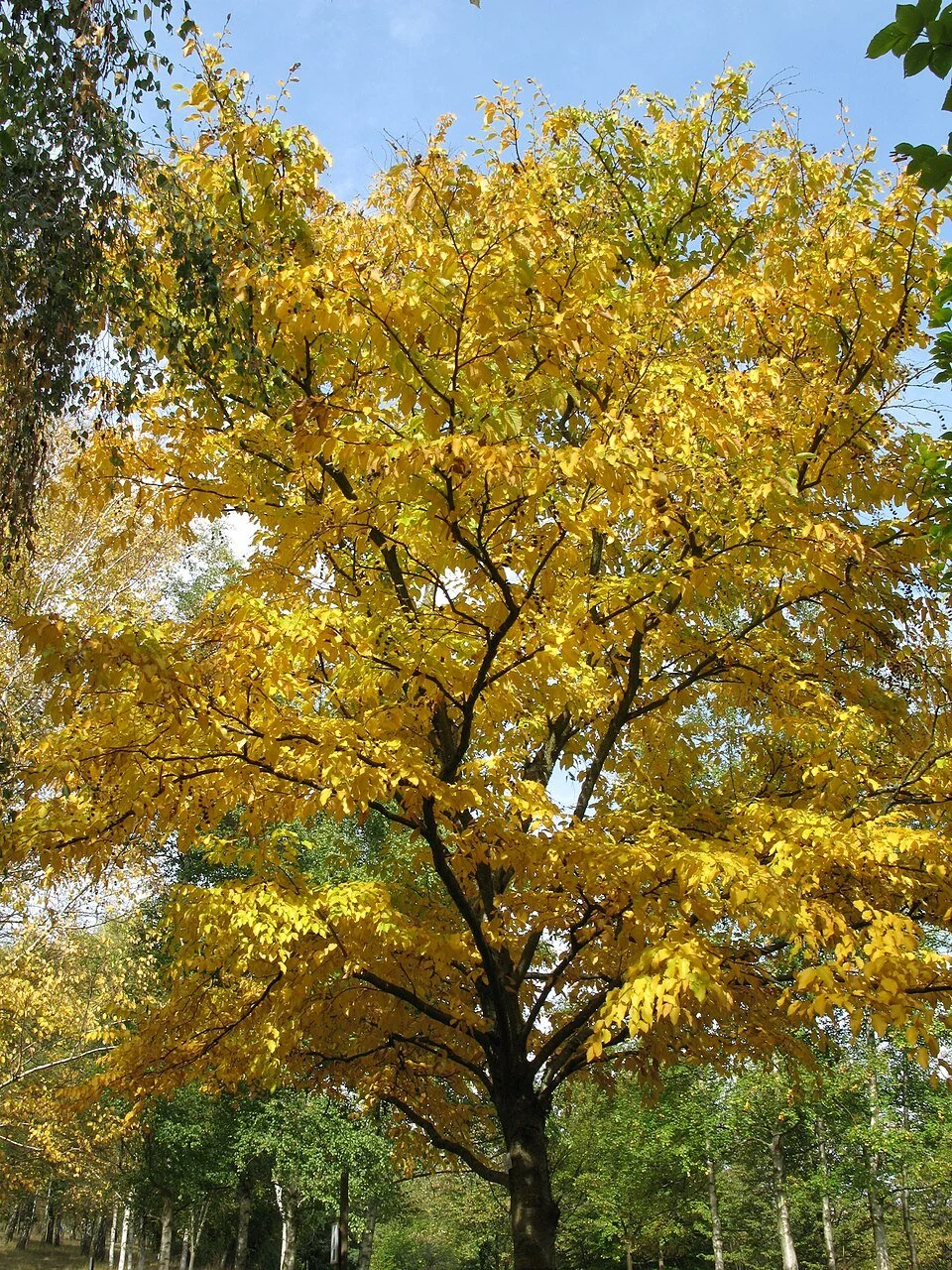 Parker's Picks — Sweet Birch 