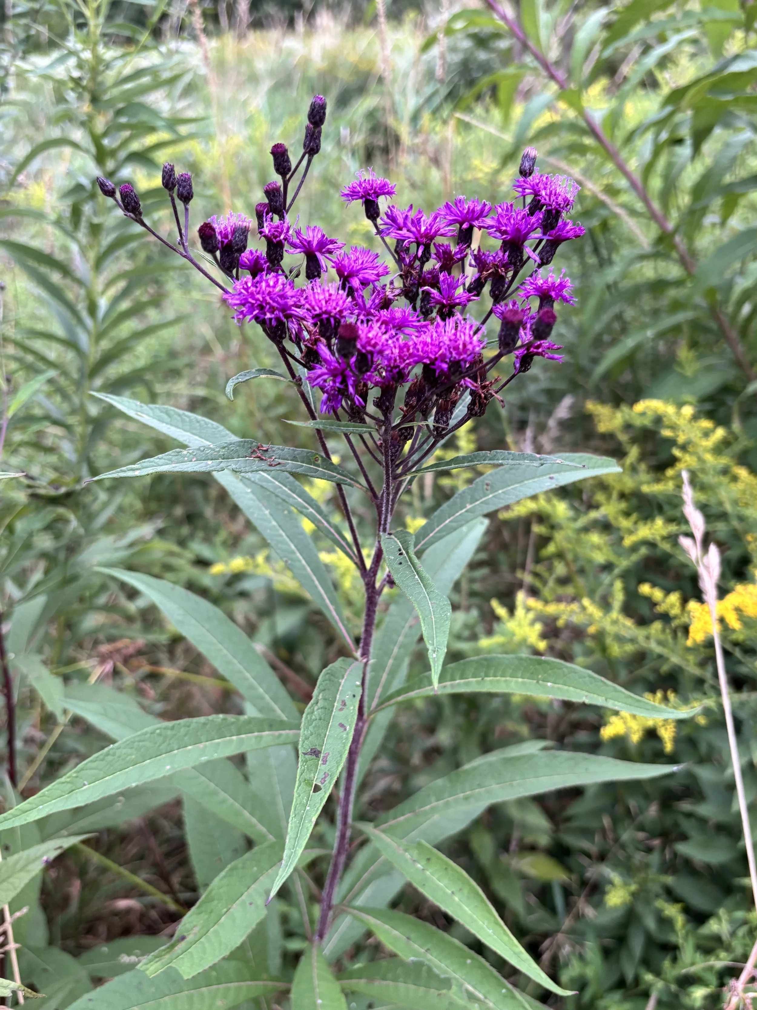 Parker's Picks — New York  Ironweed