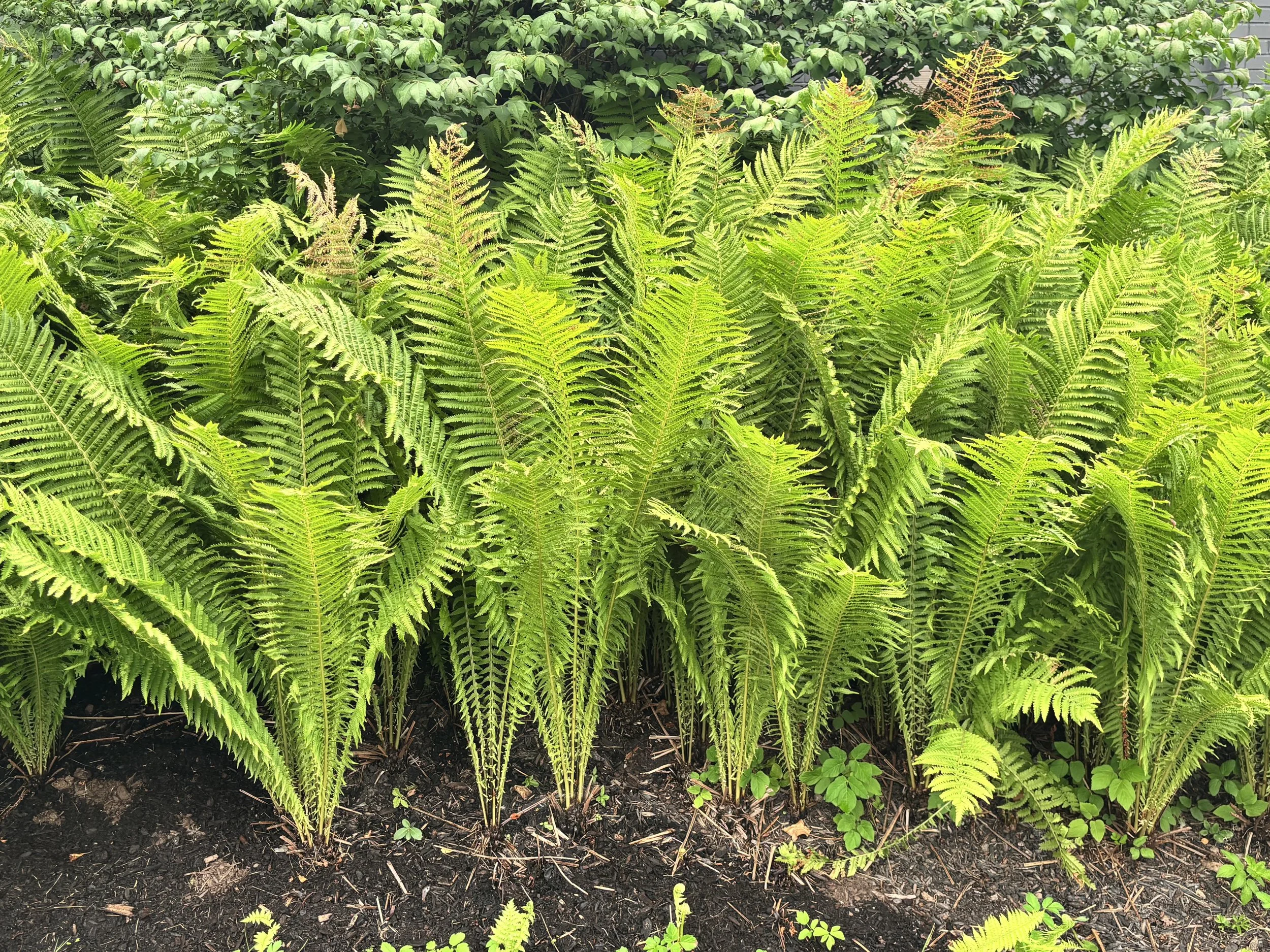 Parker's Picks — Ostrich Fern