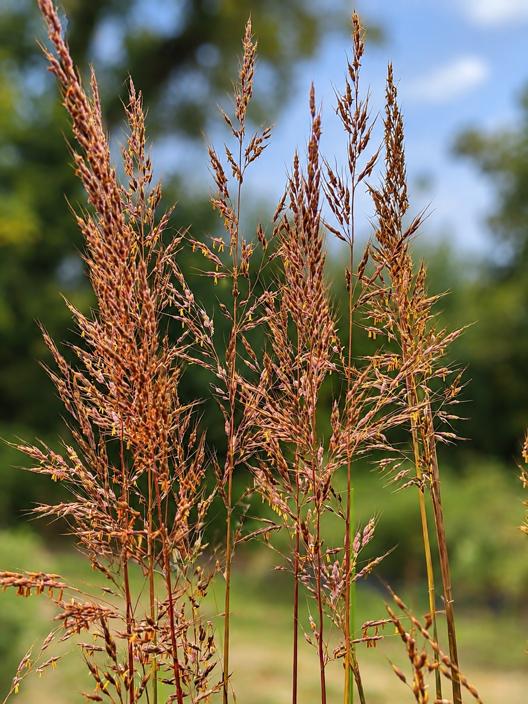 Parker's Picks — Indiangrass