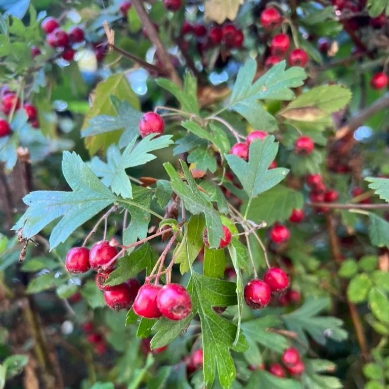 Hawthorn.jpg
