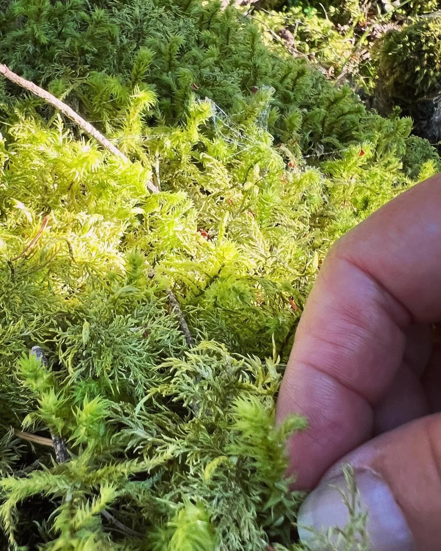 Offerings given to the land, flowers planted, cabin scrubbed, windows washed, bath house light installed, moss blessings…calling in the new stewards to this beautiful land. ππΌ Orcas, you will be missed, we will visit. Time to release & a