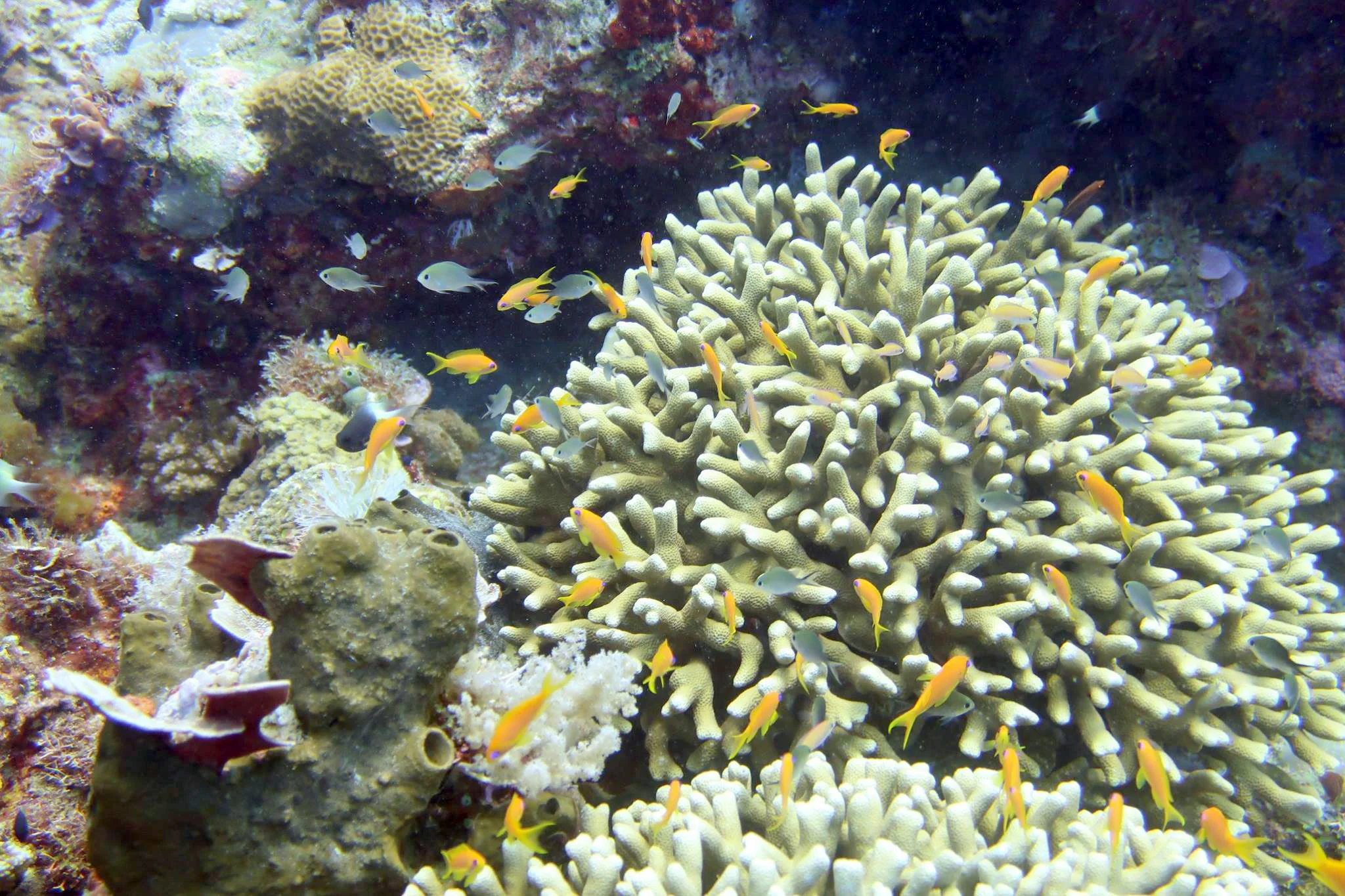 Healthy coral