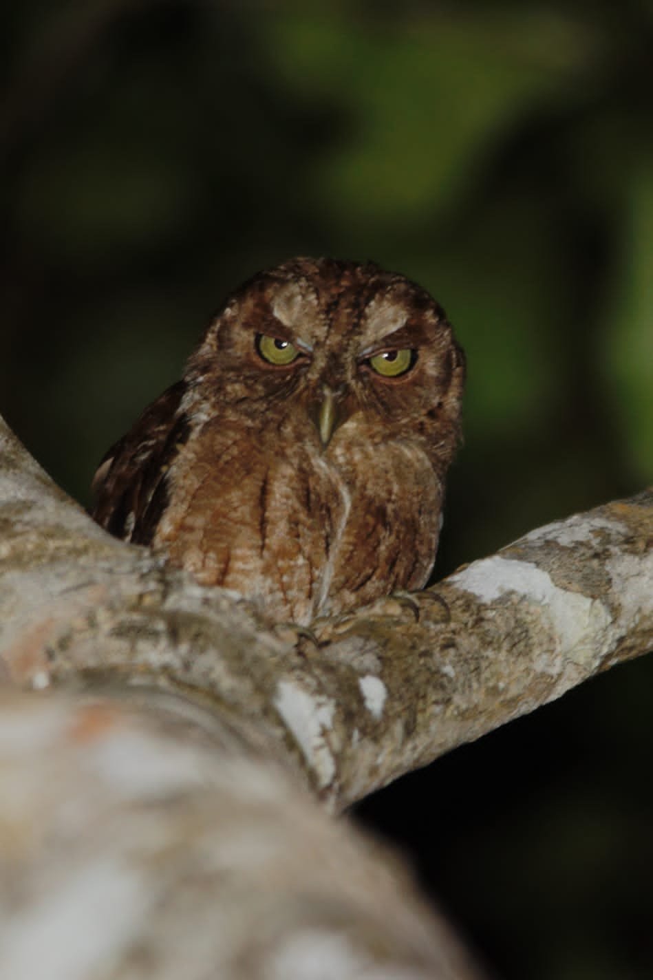 Owl-birth watching on Pemba Island Tanzania.jpeg