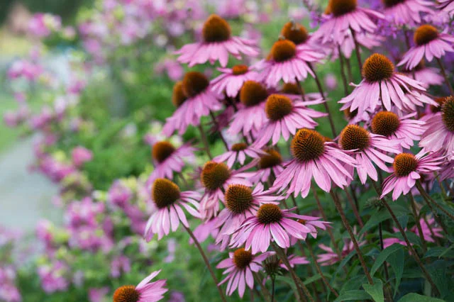 purpurea.jpg