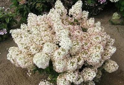 Panicle