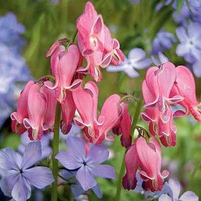 621722eb4bf7d4ded7ffe184bf1b02a7--bleeding-heart-flower-bleeding-hearts.jpg