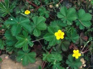 7caef1e5fef6e0177cc148e8bbfc76a7--gardening-tips-weed.jpg