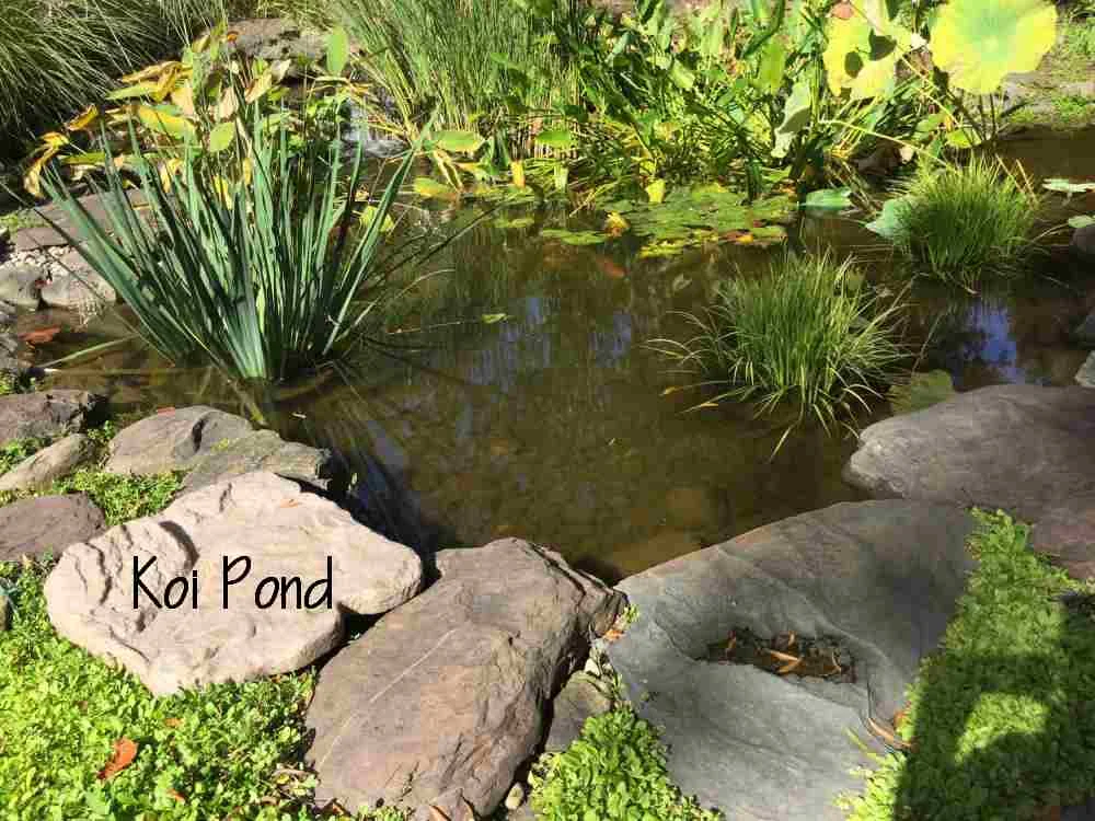 20-Pond.jpg