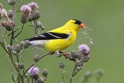 Spring - goldfinch.jpg