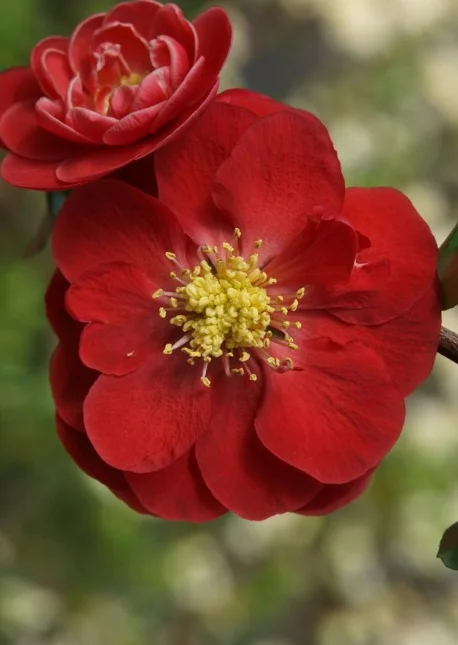2019-04-05 Friday's Flower - Quince PW Doubletake Scarlet.jpg