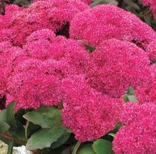 Friday's Flower - Birthday Party Sedum.jpg