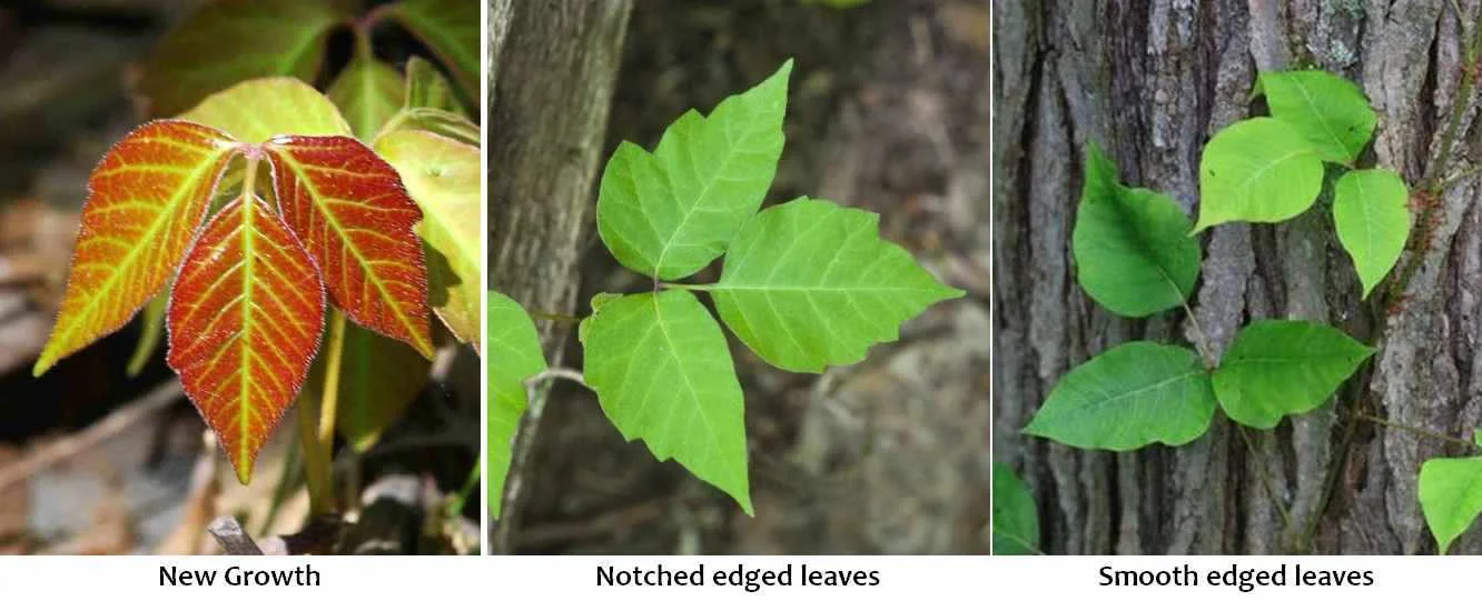 Friday's Flower - Poison Ivy - all photos of LEAVES.jpg