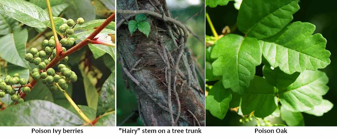 Friday's Flower - Poison Ivy - berries - stem - oak.jpg