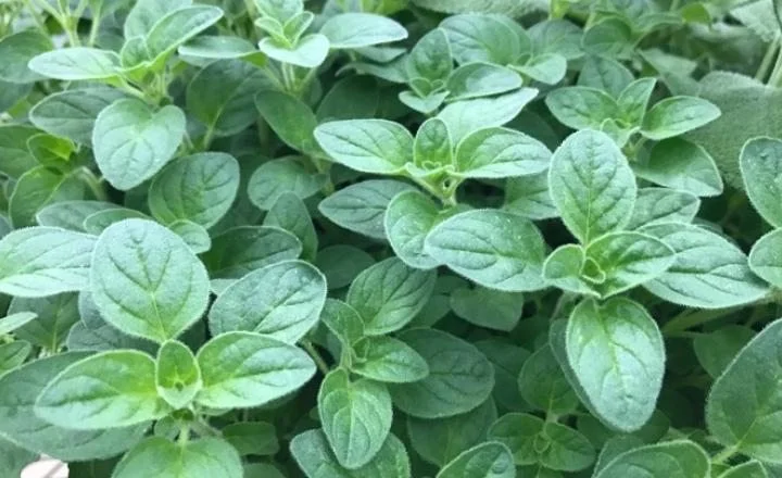 Friday’s Flower - Oregano leaves.jpg