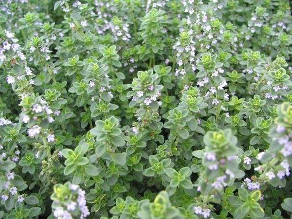Friday’s Flower - Oregano in bloom.jpg