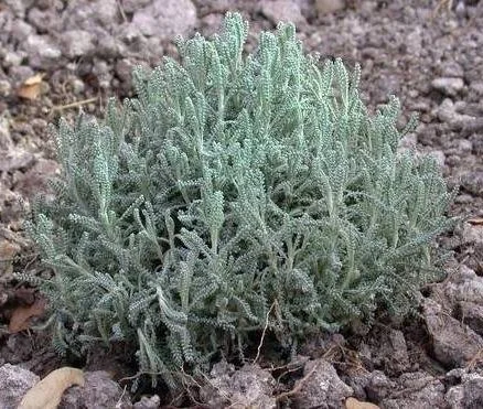 Friday’s Flower - Santolina - grey plant.jpg