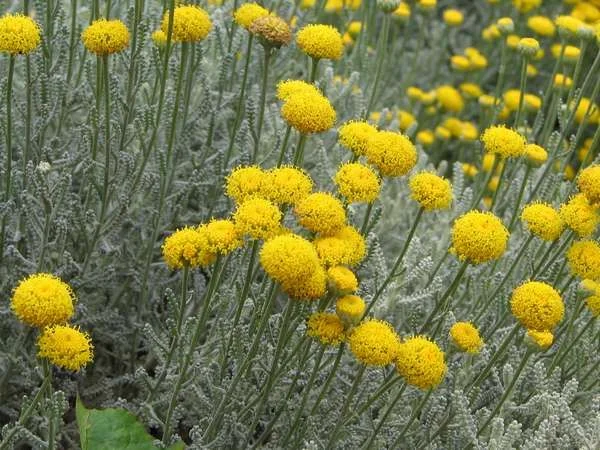 Friday’s Flower - Santolina -------.jpg