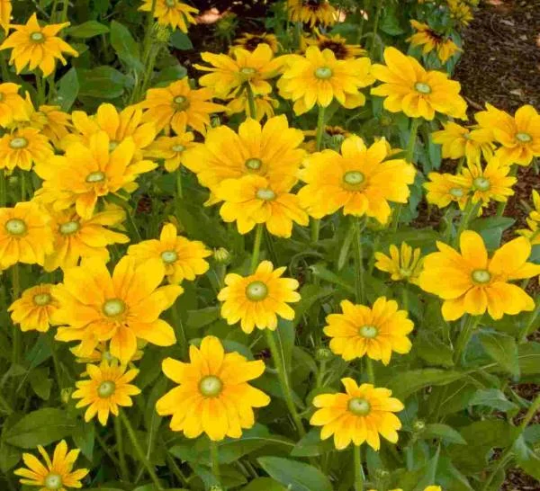 Friday's Flower - Irish Eyes Rudbeckia.jpg
