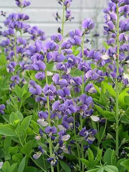 Friday's Flower - Baptisia.jpg