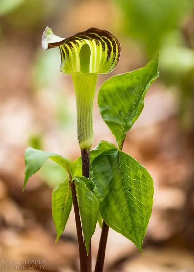 Friday's Flower - Jack in the Pulpit.jpg