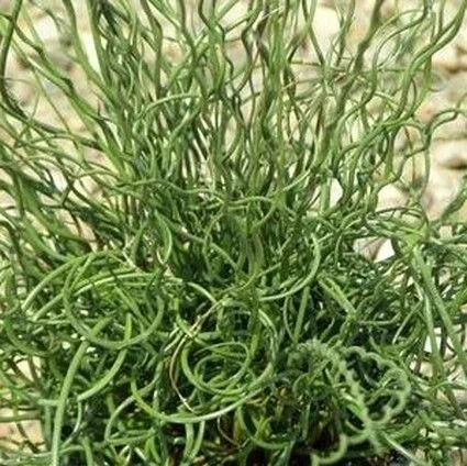  Corkscrew Rush Spiralis