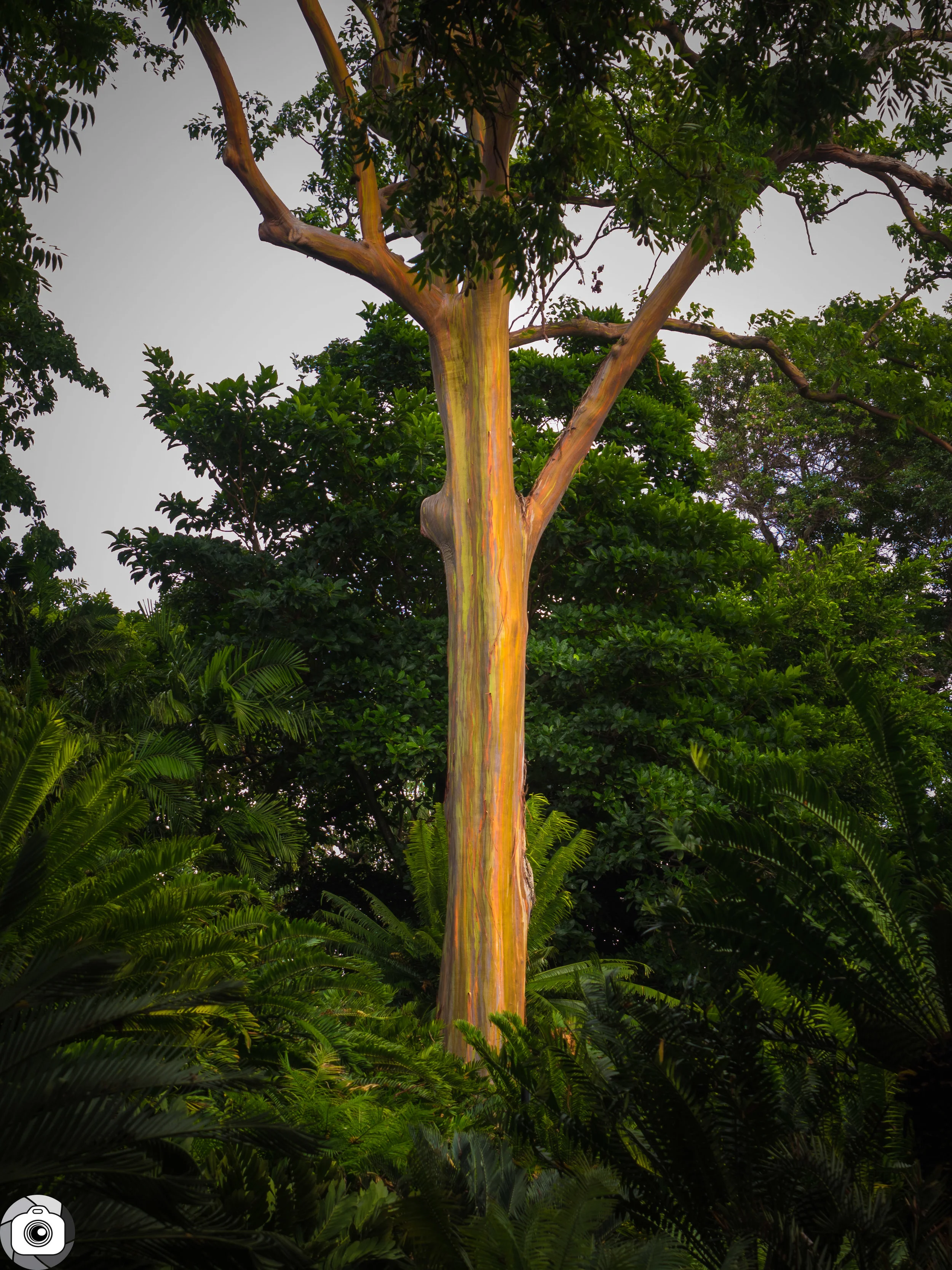 Blog_Trees_Part2-7.jpg