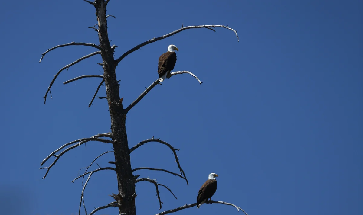 OKeefe DR float bald eagles 1 72 1200.jpg