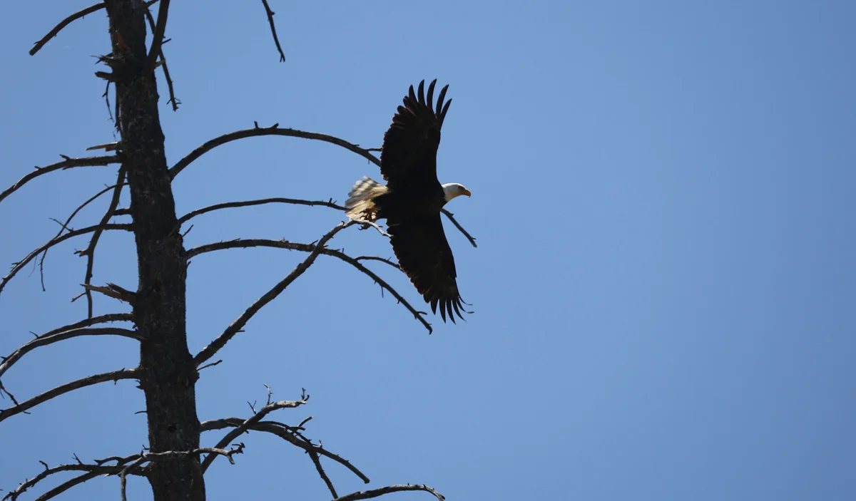OKeefe DR float eagle 2 72 1200.jpg