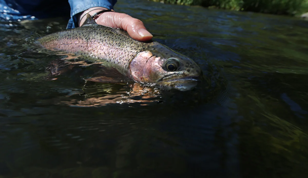 OKeefe DR float rainbow 4a 72 1200.jpg