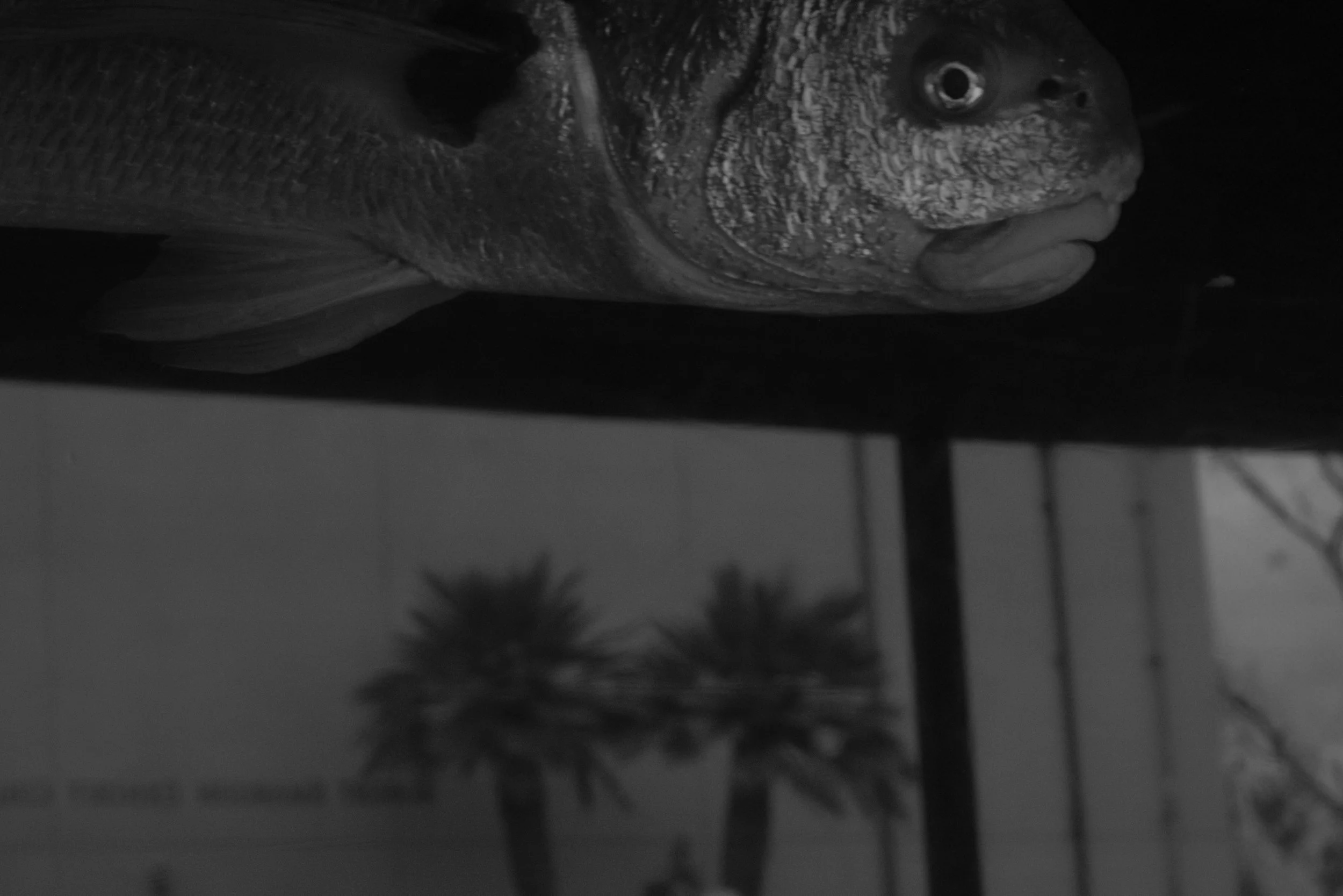 DSCF7217.JPG