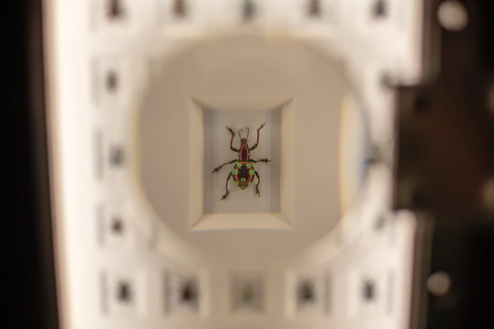 Exquisite Creatures at Science Museum of MN-32.jpg