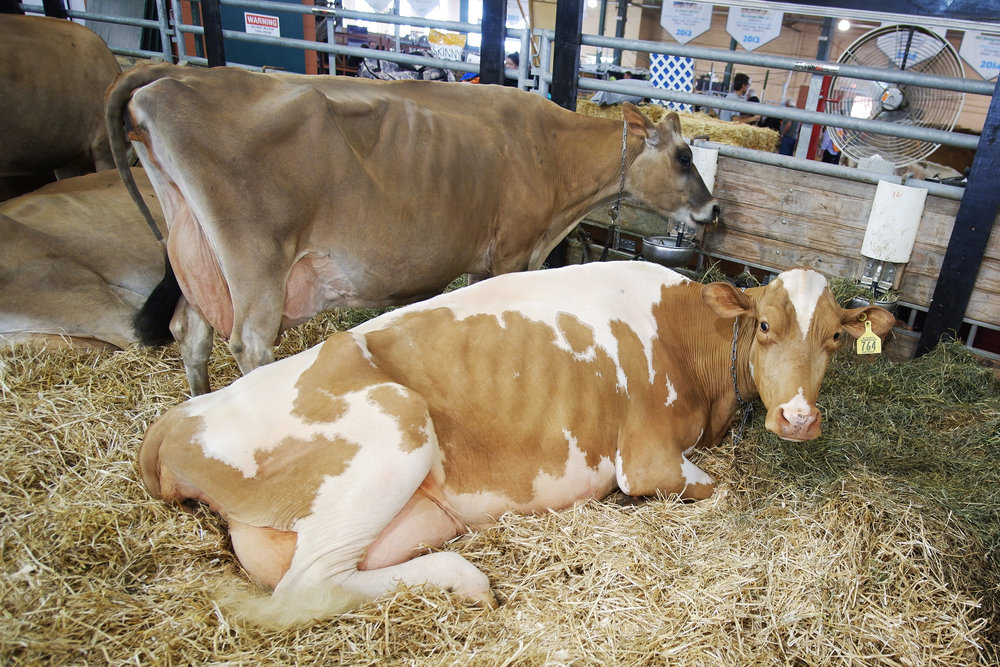 Livestock at the Minnesota State Fair