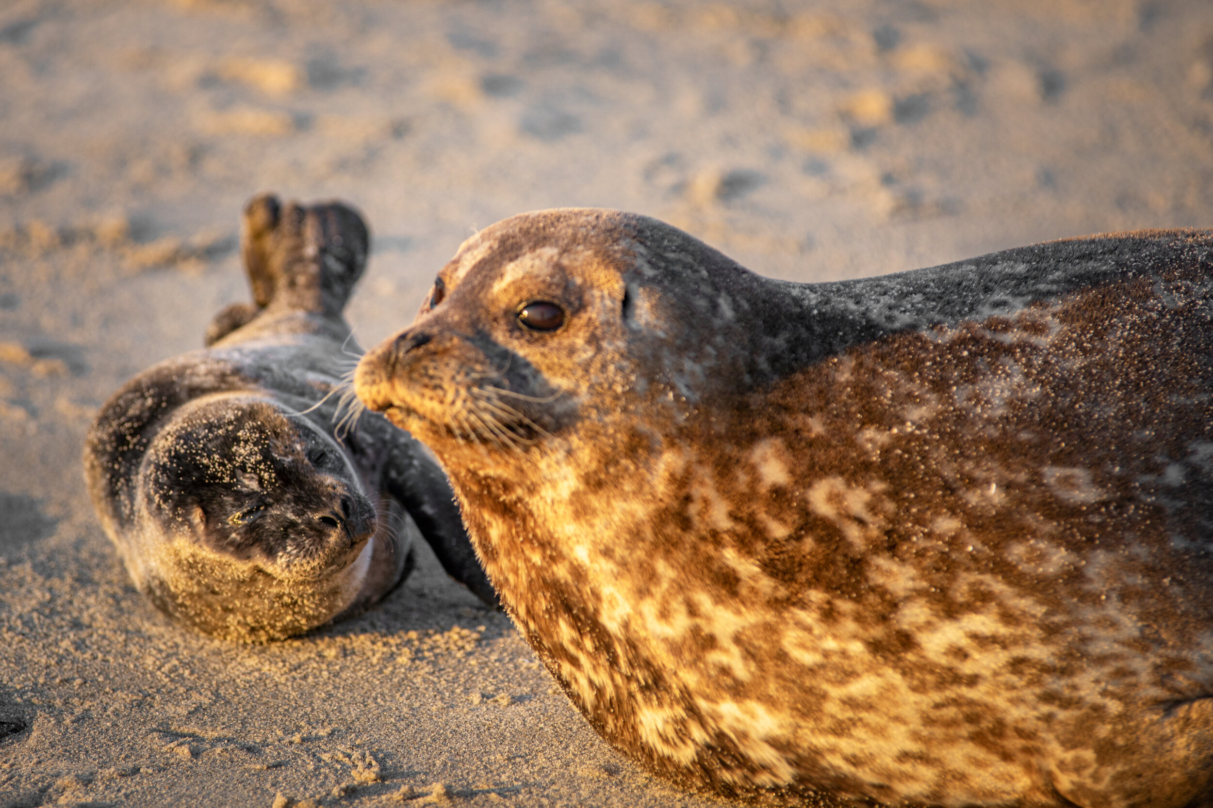 Seals and Sea Lions at La Jolla Cove — Nathaniel Barber