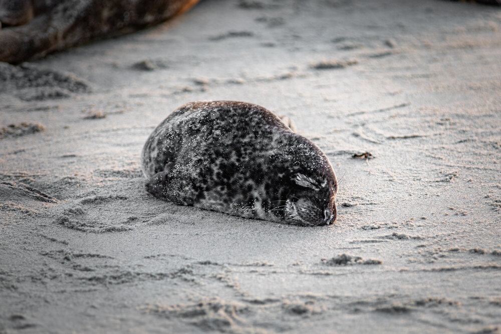 Harbor Seal, La Jolla